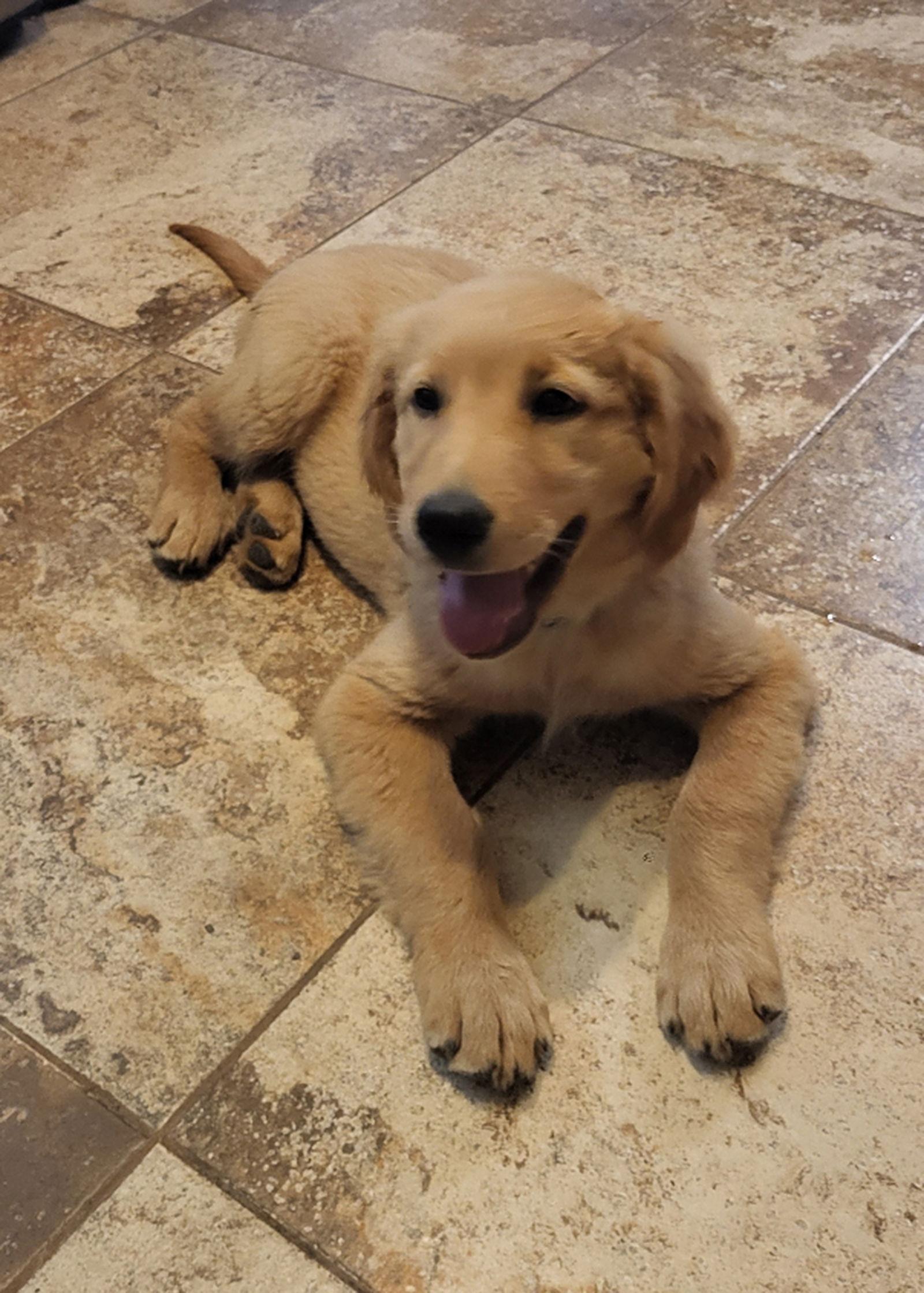 Flash, Adopted, Puppy Male Golden Retriever.