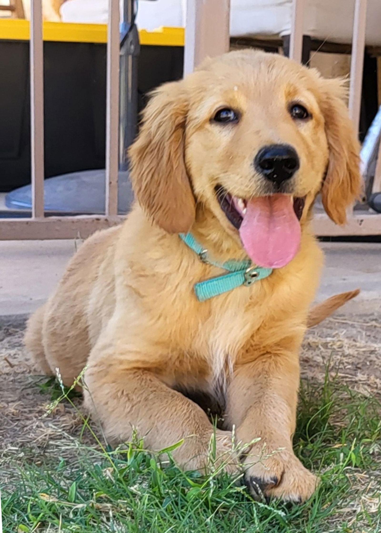 Enlarge Flash, a Adopted Golden Retriever in Glendale, AZ image 2/3