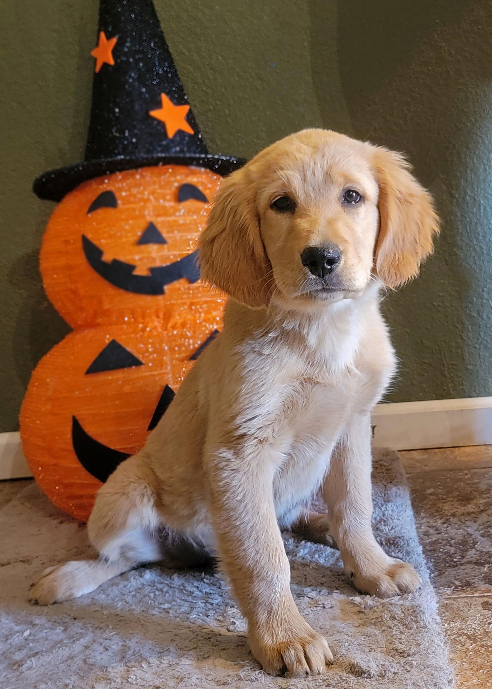 Enlarge Flash, a Adopted Golden Retriever in Glendale, AZ image 3/3