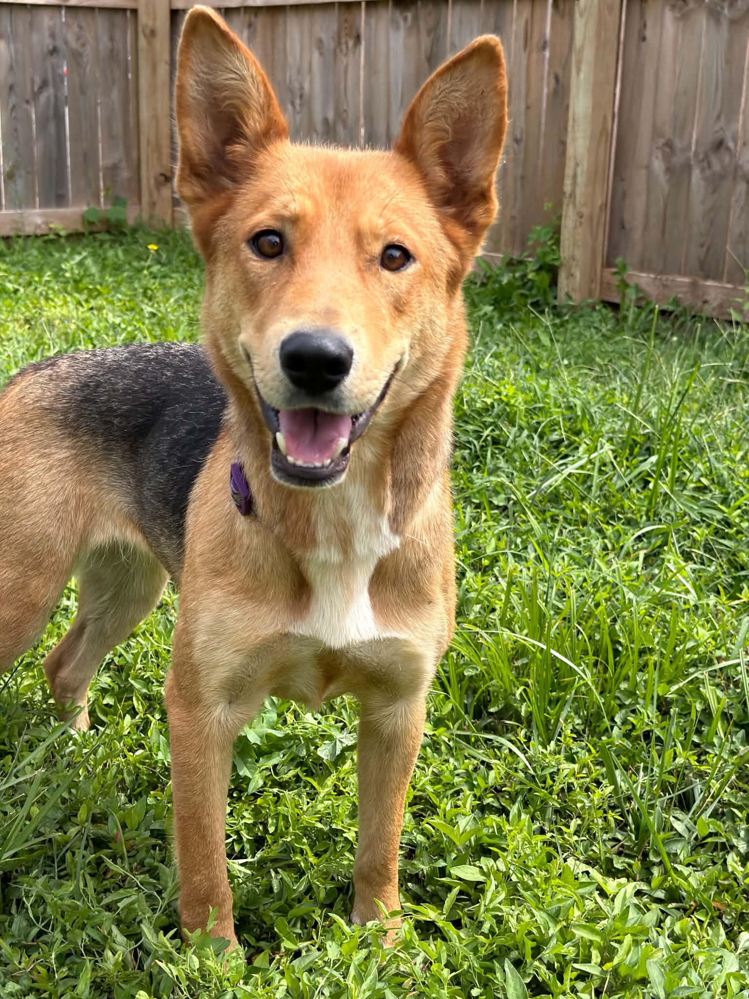 Enlarge Camero, a ADOPTABLE mixed breed in Martinsville, IN image 3/3