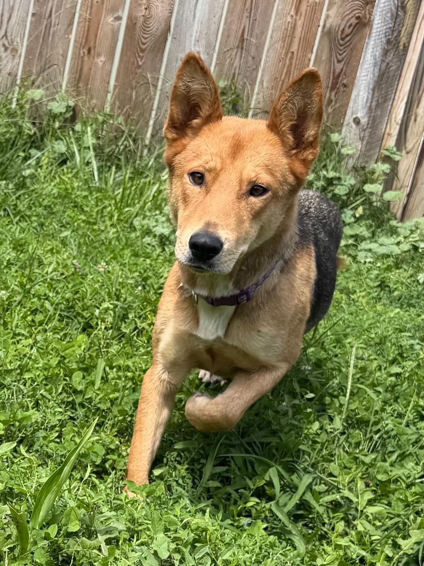 Enlarge Camero, a ADOPTABLE mixed breed in Martinsville, IN image 2/3
