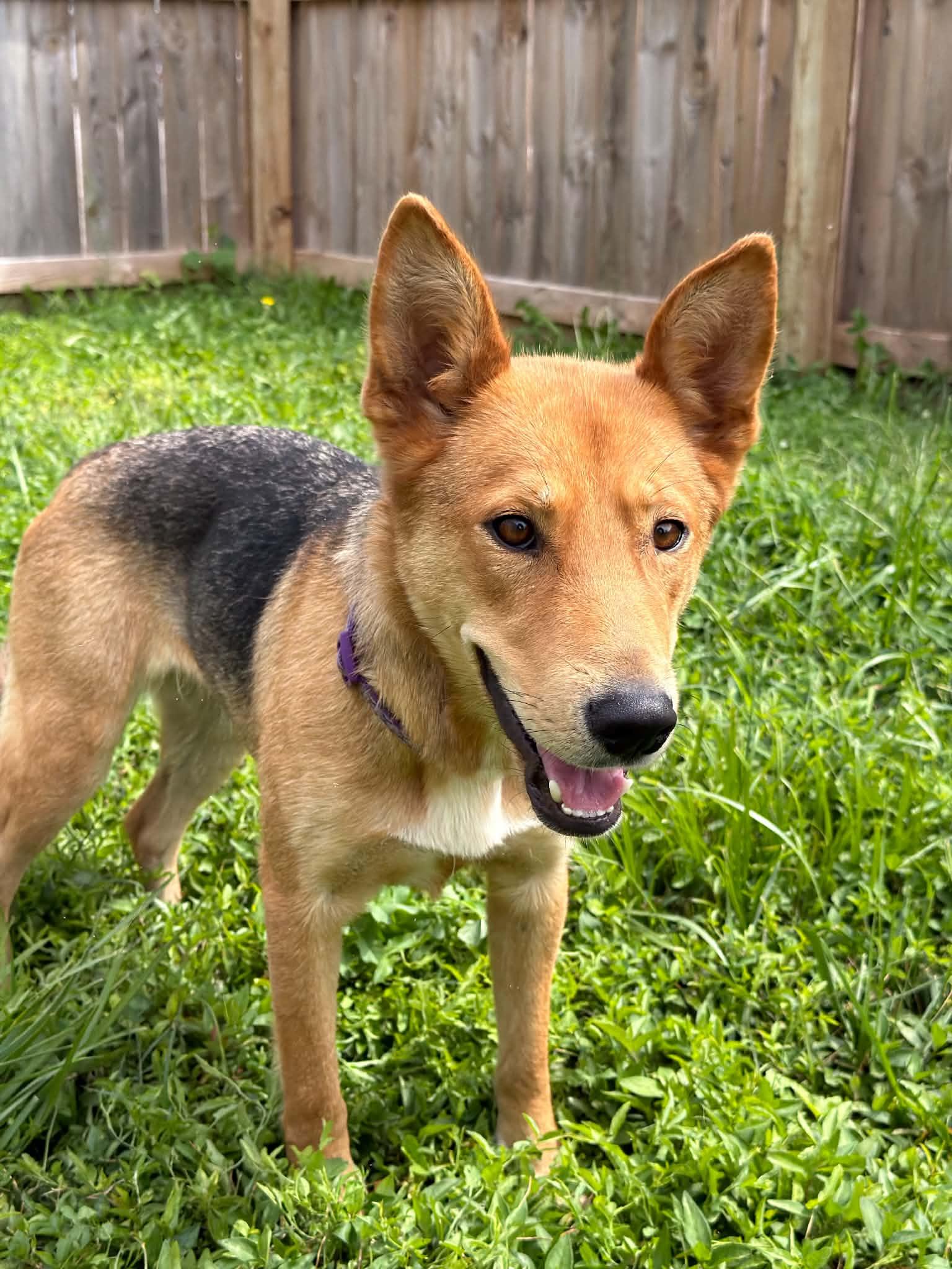 Camero, ADOPTABLE, Young Female German Shepherd Dog & Hound.