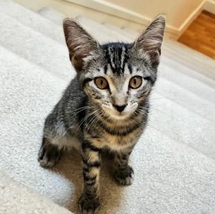Honey, a ADOPTABLE Domestic Short Hair in Redmond, WA image 1/2
