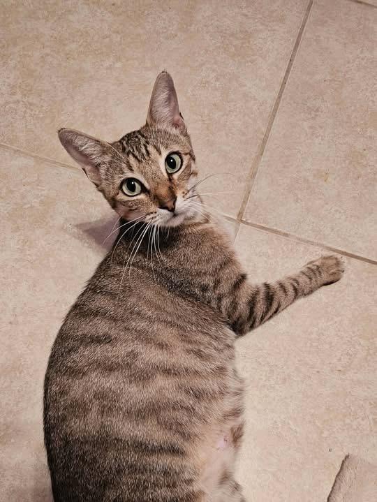 Lily, Adoptable, Young Female Tabby.