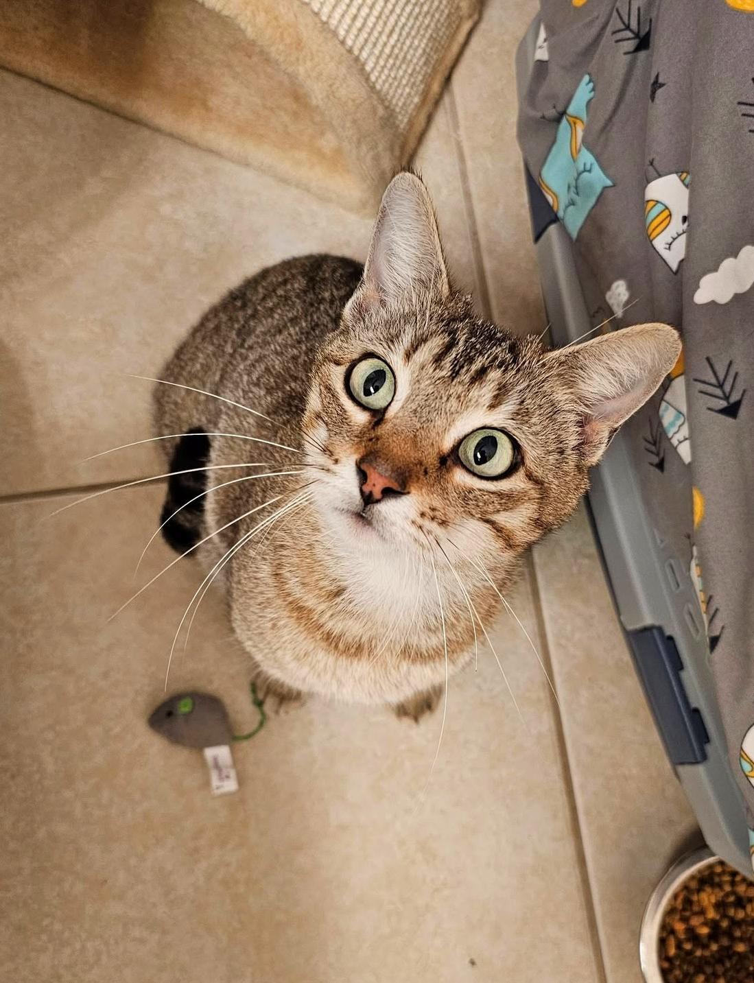 Enlarge Lily, a Adoptable Tabby in Gulfport, MS image 3/6