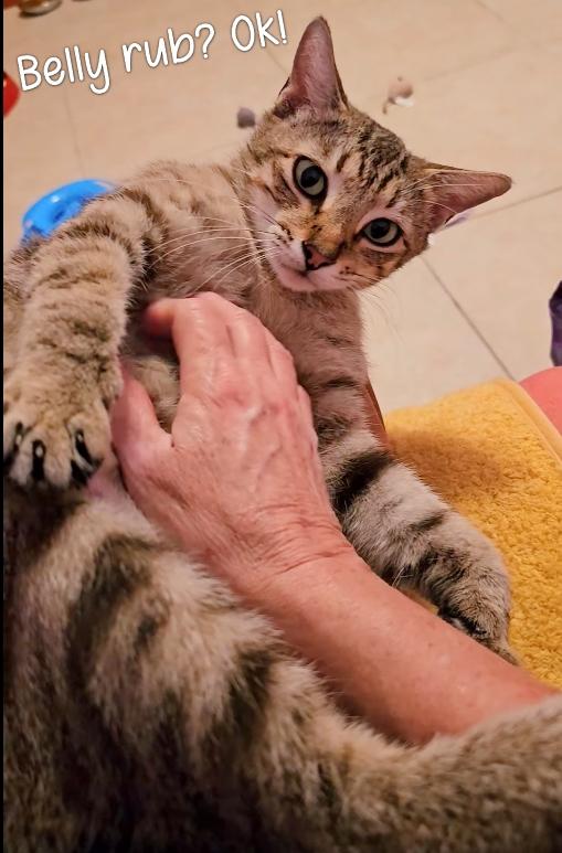 Enlarge Lily, a Adoptable Tabby in Gulfport, MS image 4/6