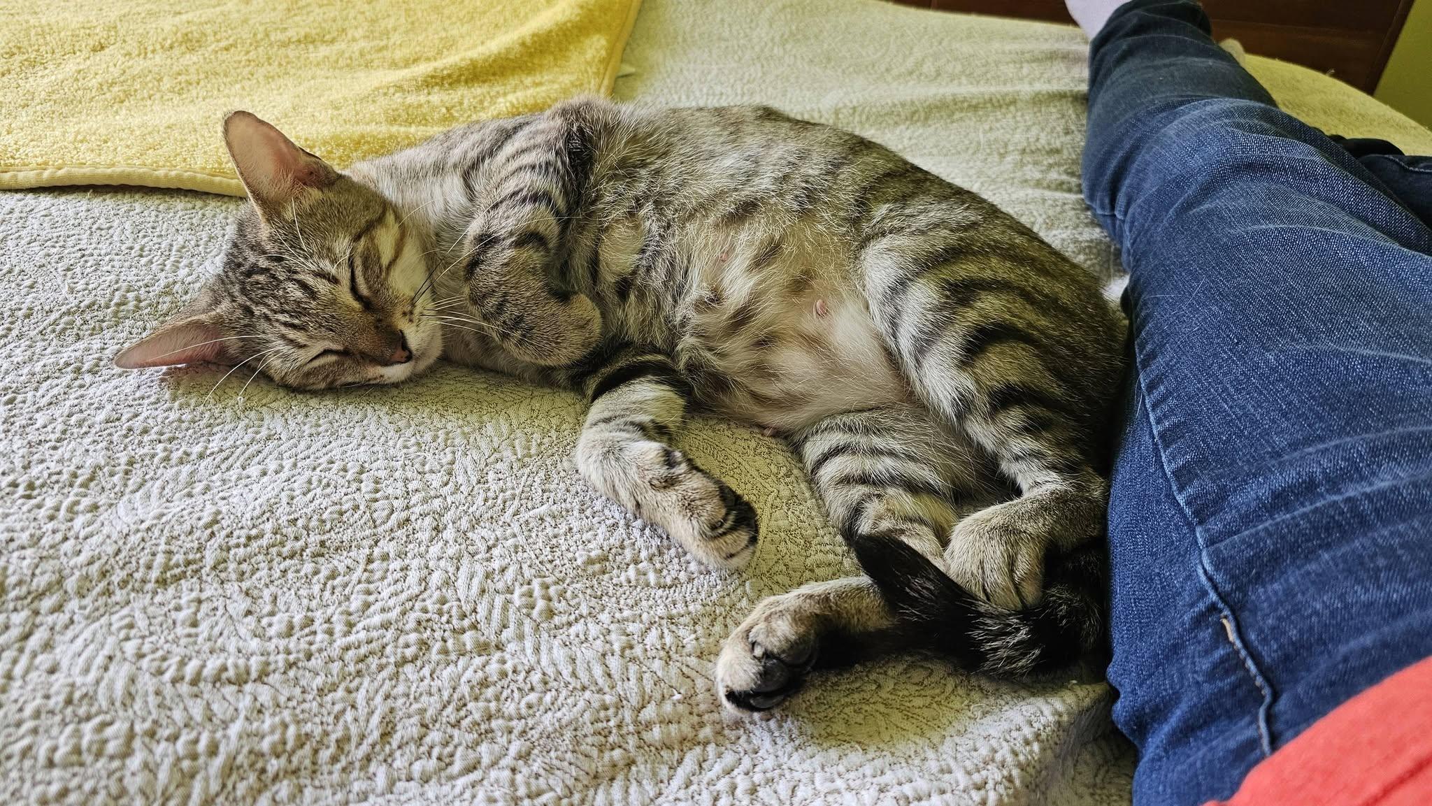 Enlarge Lily, a Adoptable Tabby in Gulfport, MS image 5/6