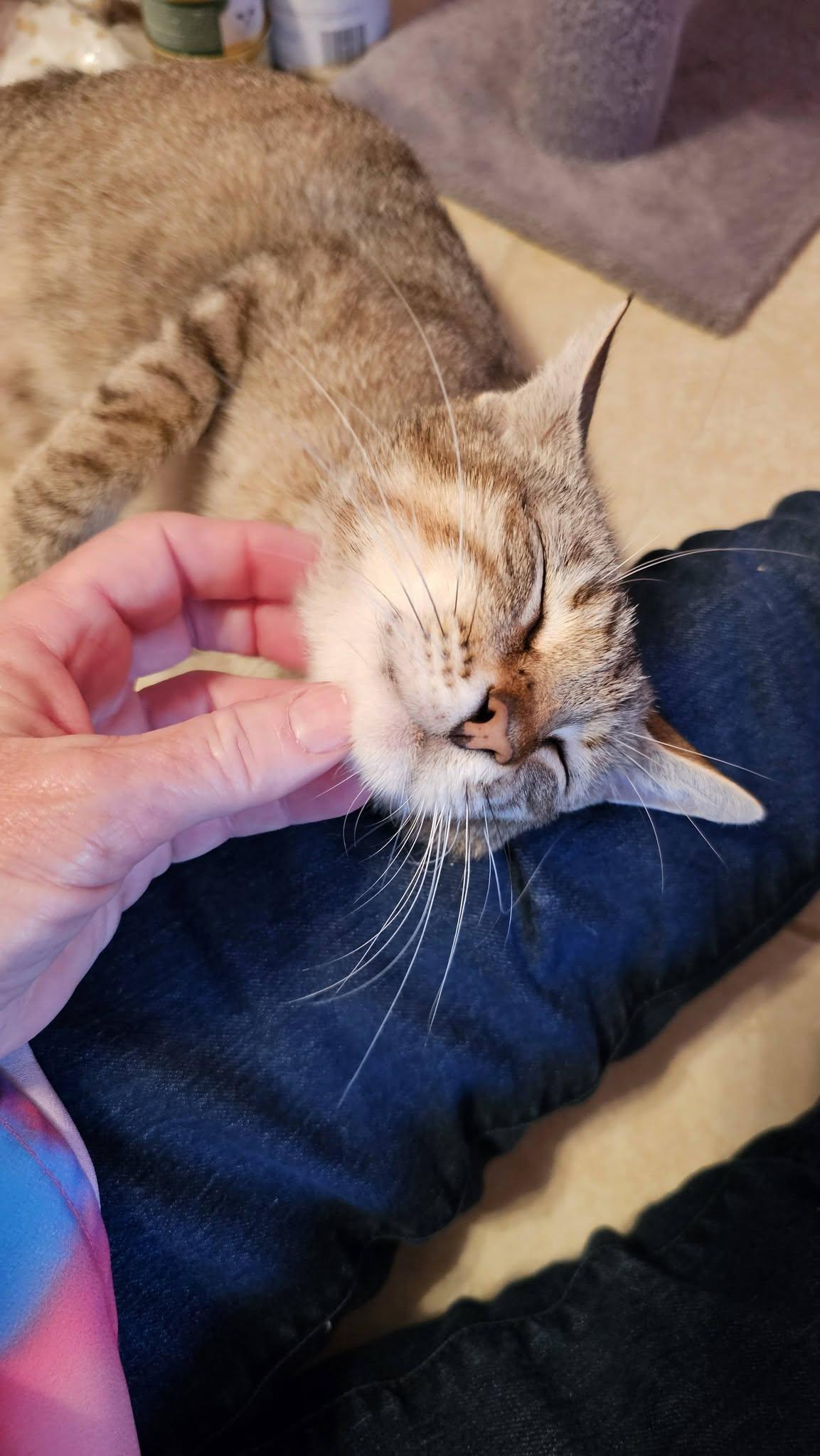 Enlarge Lily, a Adoptable Tabby in Gulfport, MS image 2/6