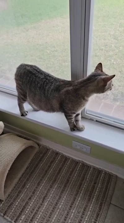 Enlarge Lily, a Adoptable Tabby in Gulfport, MS video 6/6