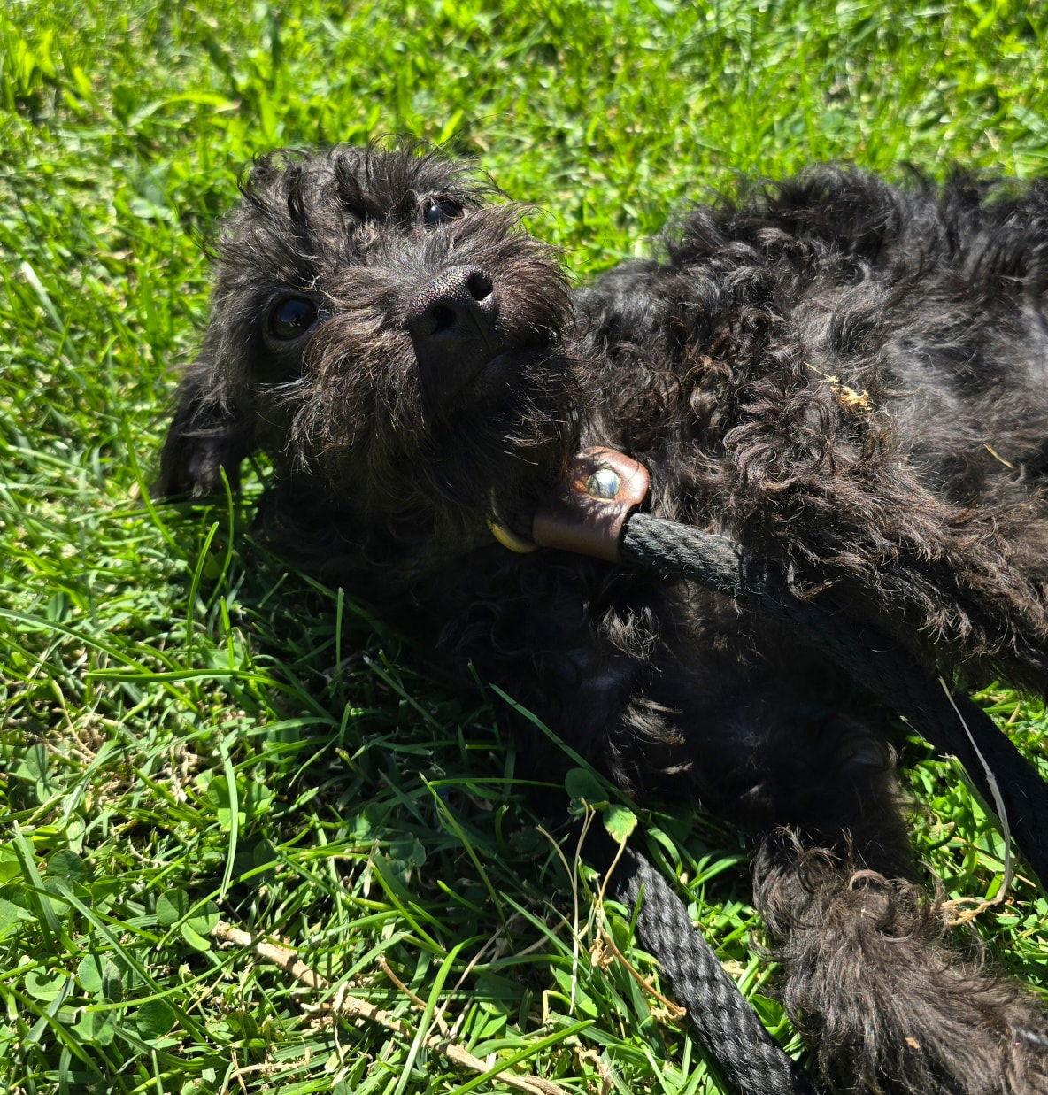 Hyena, a Adopted mixed breed in Modesto, CA image 1/2