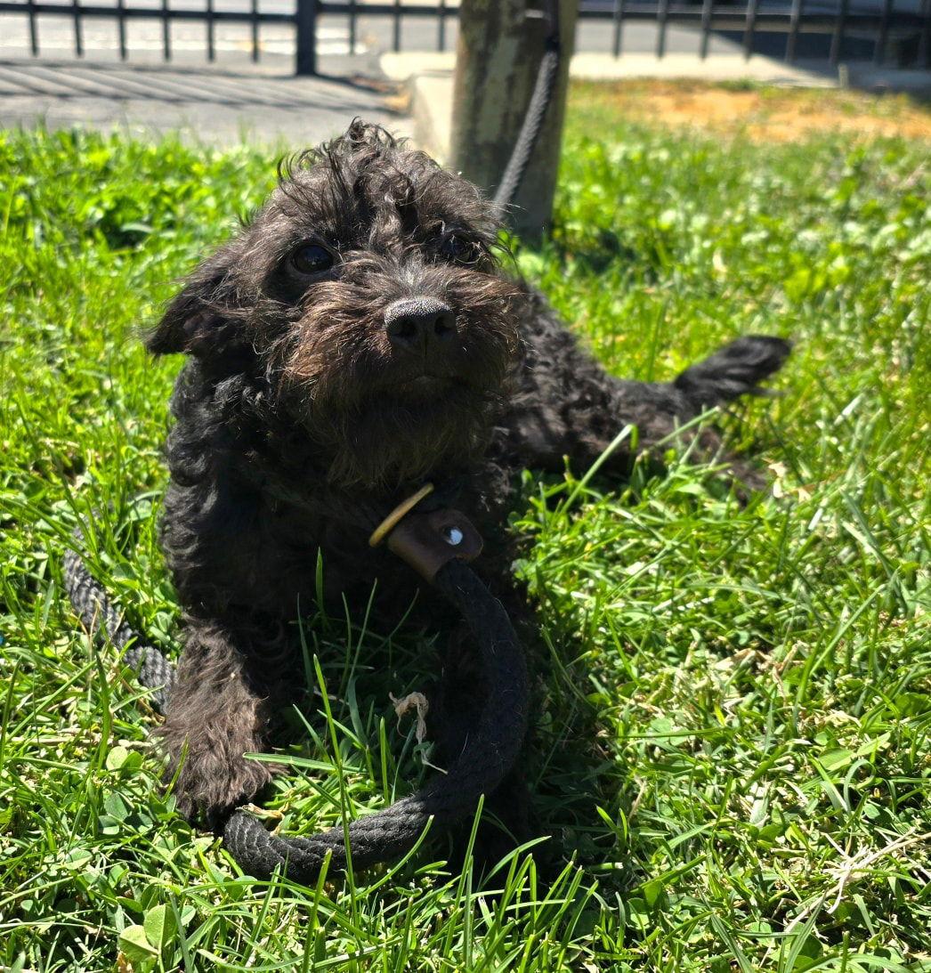 Hyena, a Adopted mixed breed in Modesto, CA image 2/2