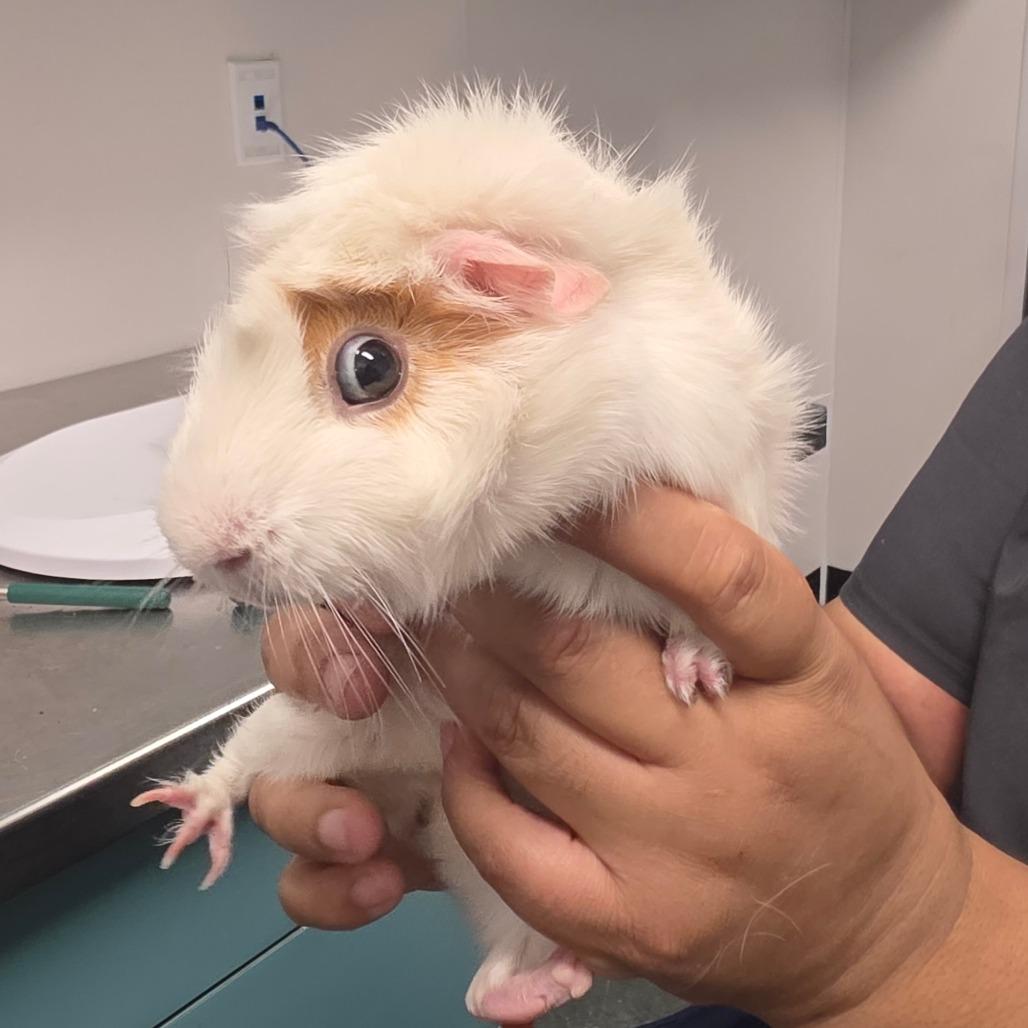 Sugar, Adoptable, Adult Female Guinea Pig & Guinea Pig.