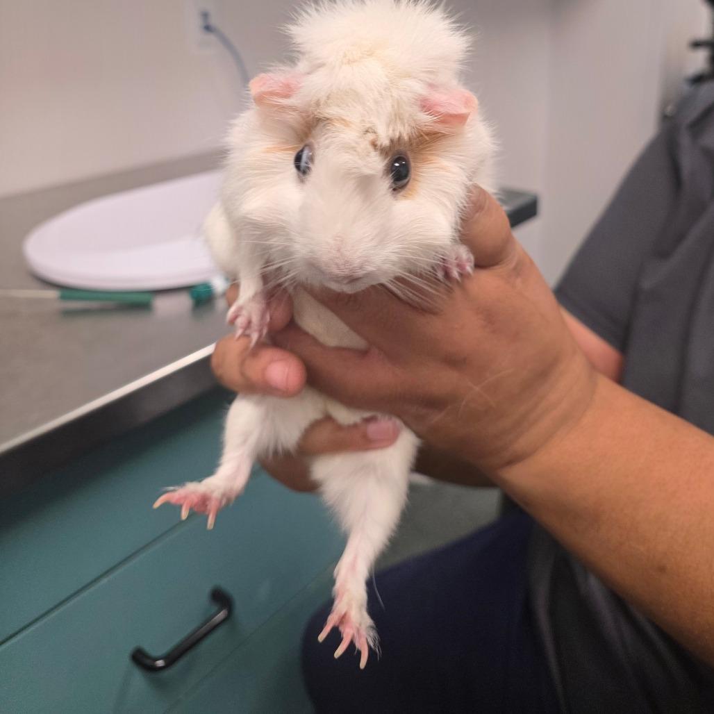 Enlarge Sugar, a Adoptable mixed breed in Tampa, FL image 2/2
