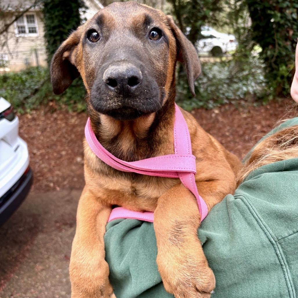 Benedict 03-0803, Adoptable, Young Male German Shepherd Dog & Doberman Pinscher.
