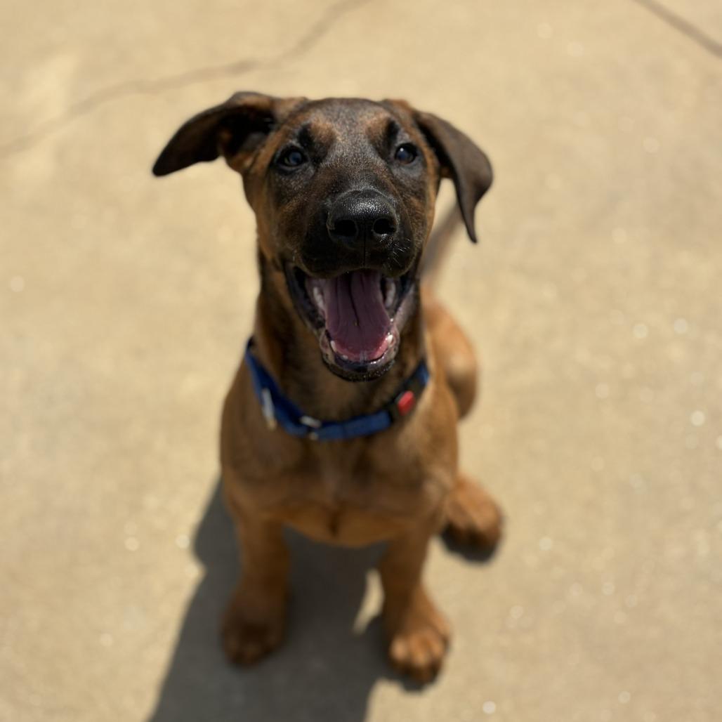 Enlarge Benedict 03-0803, a Adoptable mixed breed in Tyrone, GA image 2/6