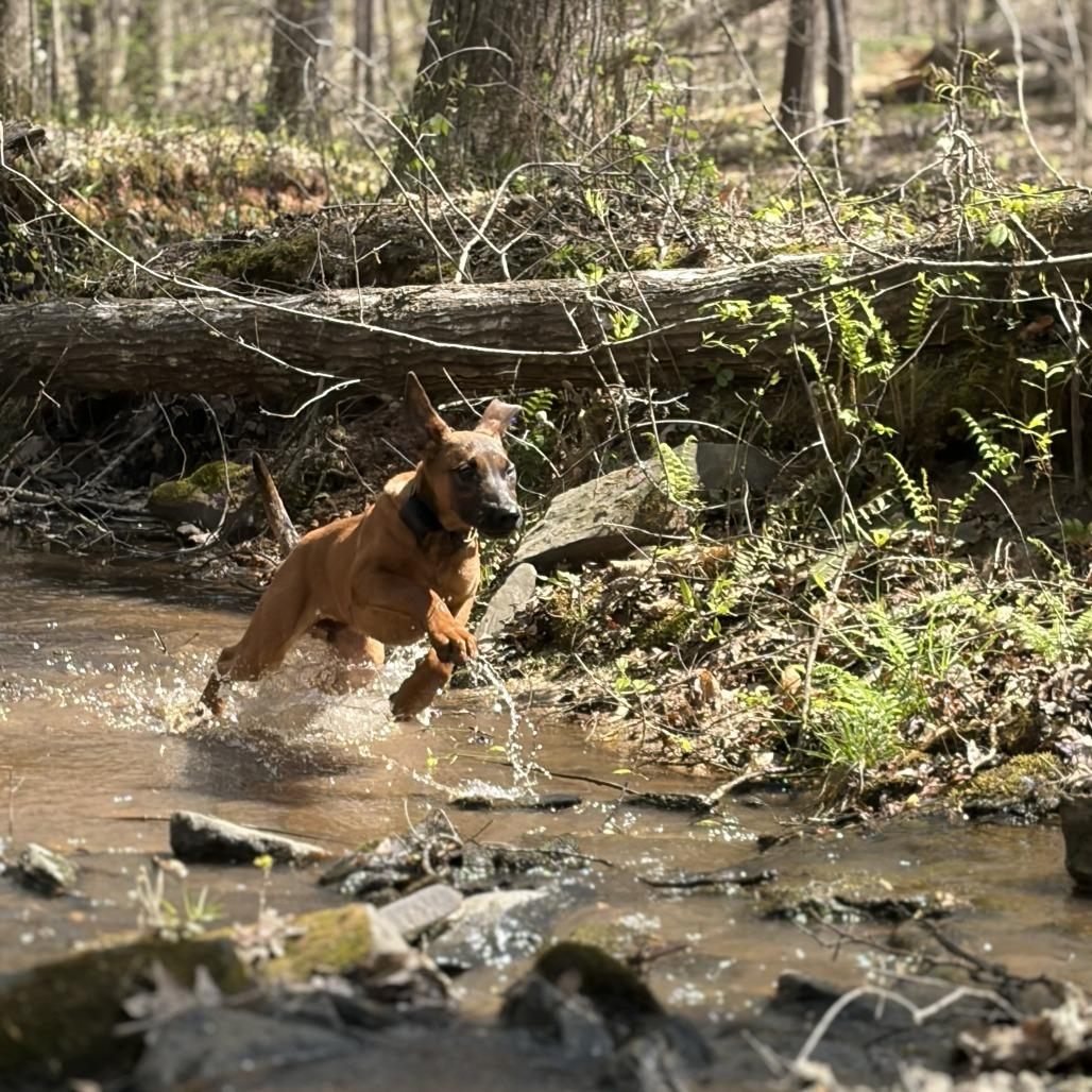 Enlarge Benedict 03-0803, a Adoptable mixed breed in Tyrone, GA image 4/6