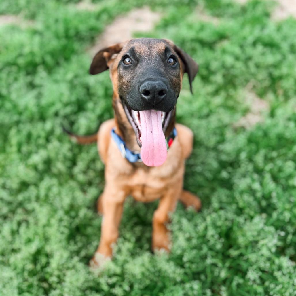 Enlarge Benedict 03-0803, a Adoptable mixed breed in Tyrone, GA image 5/6