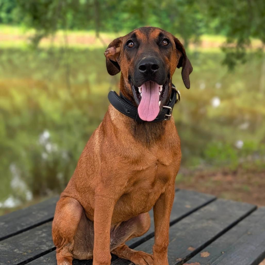 Enlarge Benedict 03-0803, a Adoptable mixed breed in Tyrone, GA image 6/6