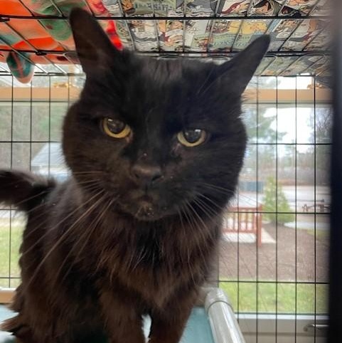 Enlarge Nala, a Adoptable Domestic Long Hair in Attleboro, MA image 3/3