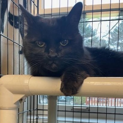 Enlarge Nala, a Adoptable Domestic Long Hair in Attleboro, MA image 1/3