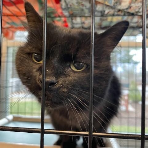 Enlarge Nala, a Adoptable Domestic Long Hair in Attleboro, MA image 2/3