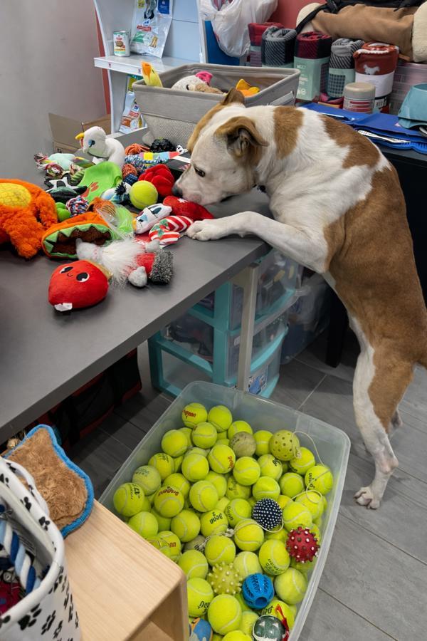Enlarge Bass, a Adoptable mixed breed in Lafayette, LA image 1/6