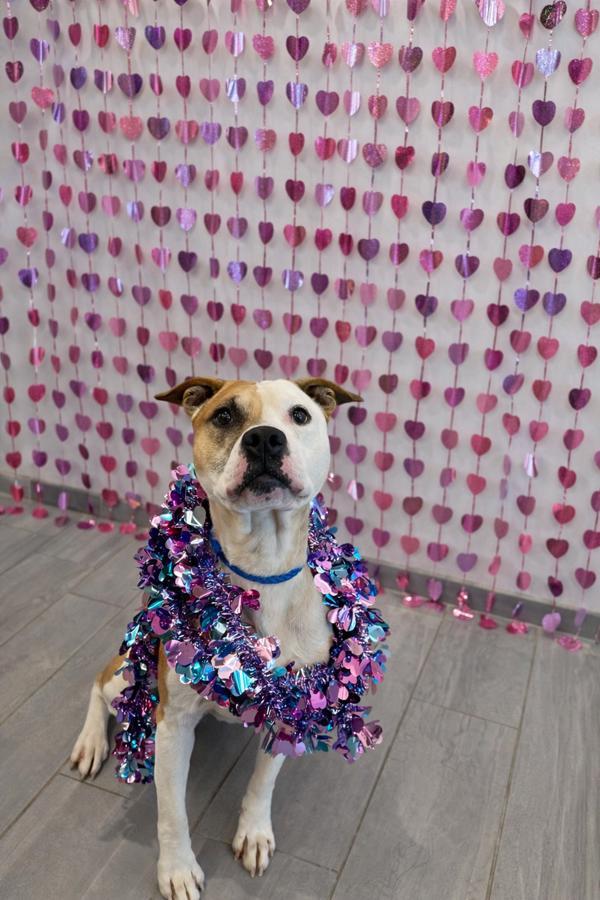 Enlarge Bass, a Adoptable mixed breed in Lafayette, LA image 2/6