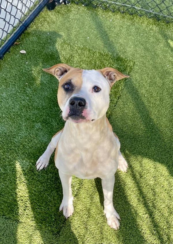 Enlarge Bass, a Adoptable mixed breed in Lafayette, LA image 3/6