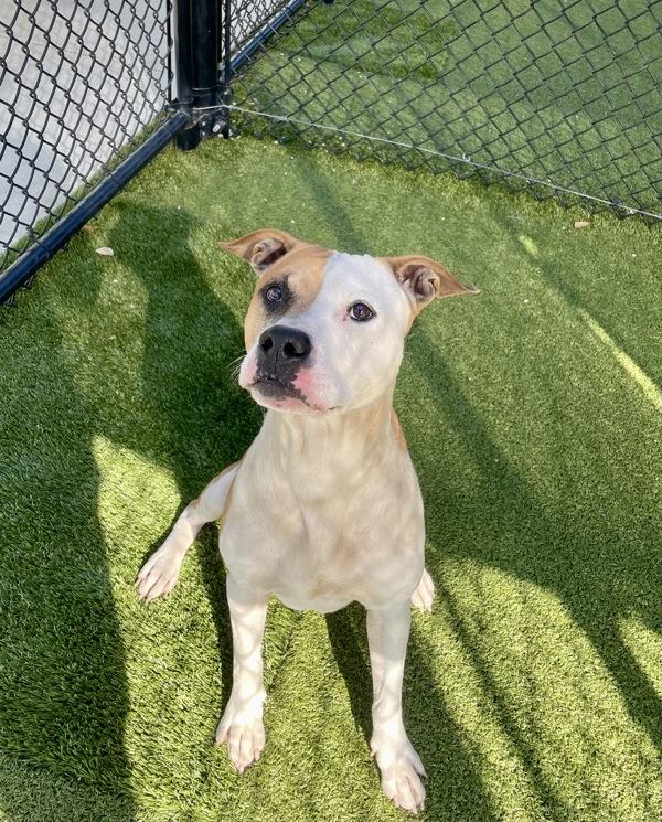 Enlarge Bass, a Adoptable mixed breed in Lafayette, LA image 4/6