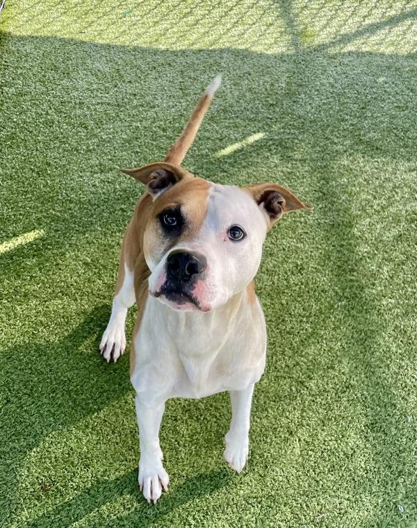 Enlarge Bass, a Adoptable mixed breed in Lafayette, LA image 5/6