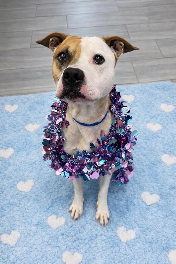 Enlarge Bass, a Adoptable mixed breed in Lafayette, LA image 6/6