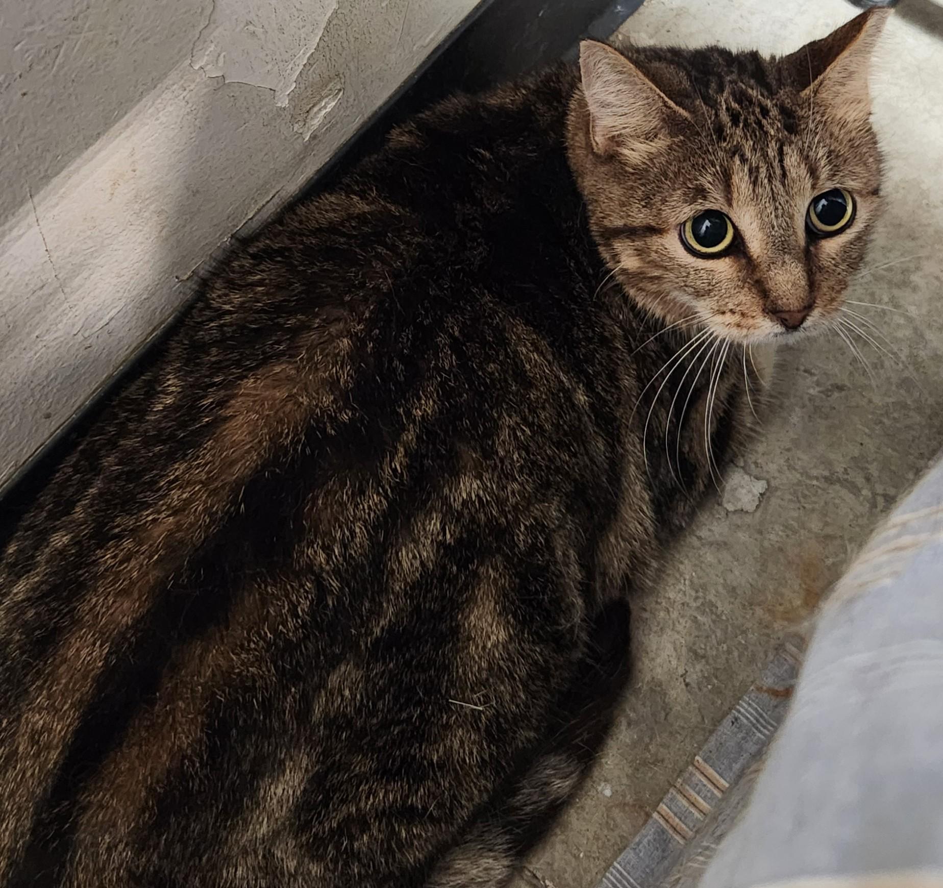 Kiara, ADOPTABLE, Adult Female Domestic Short Hair.