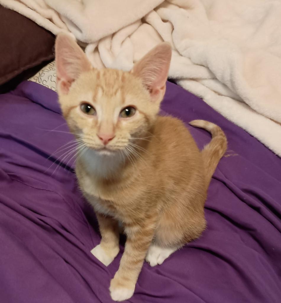 Enlarge Miso26, a Adoptable mixed breed in Youngsville, NC image 1/3