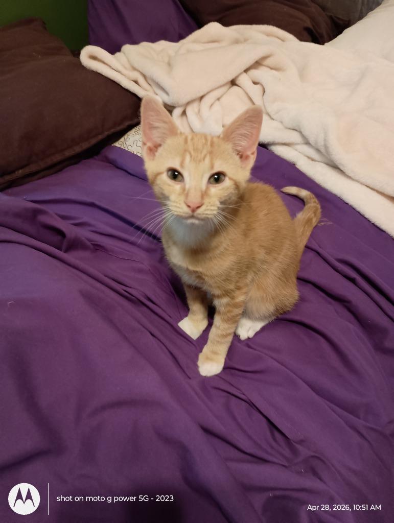 Enlarge Miso26, a Adoptable mixed breed in Youngsville, NC image 3/3