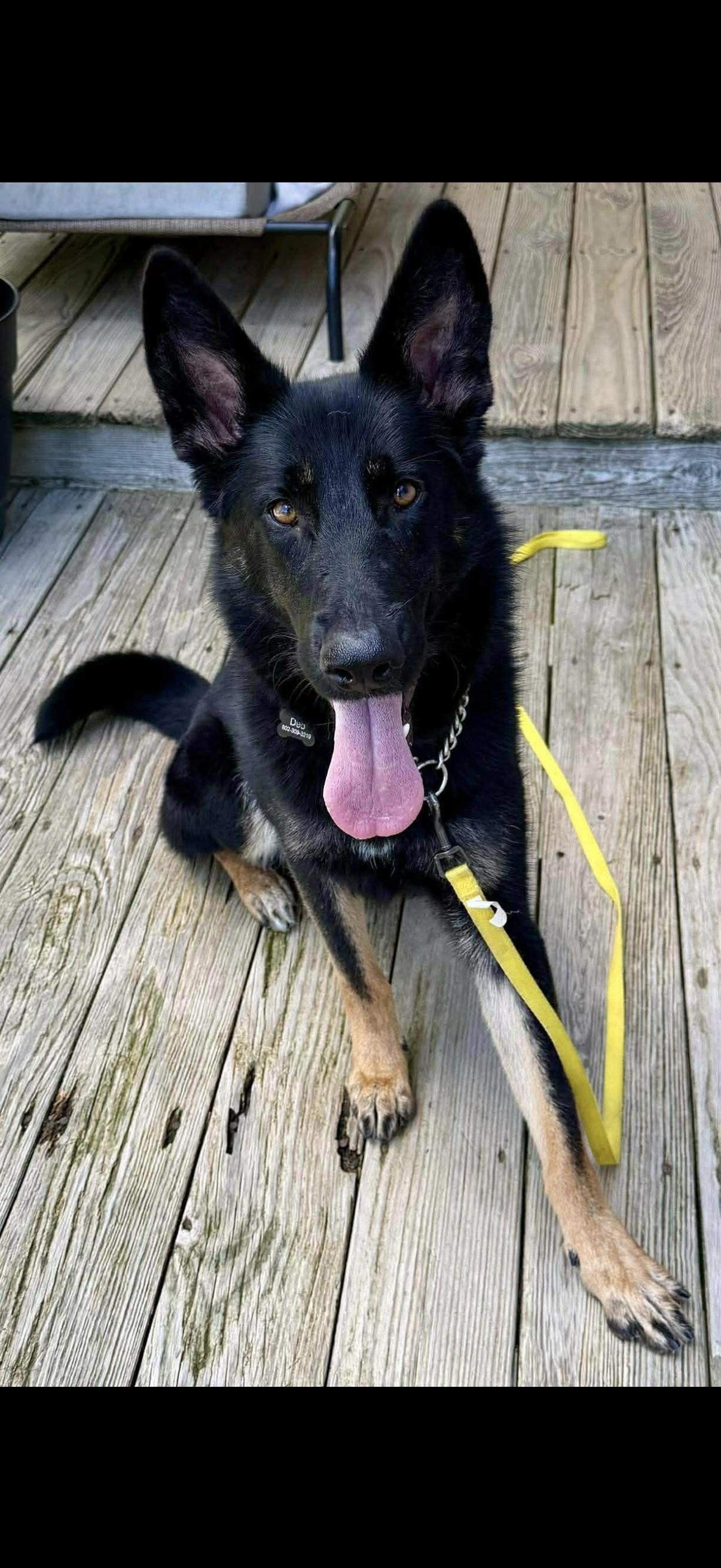 Tracey, adopted, Young Female German Shepherd Dog.