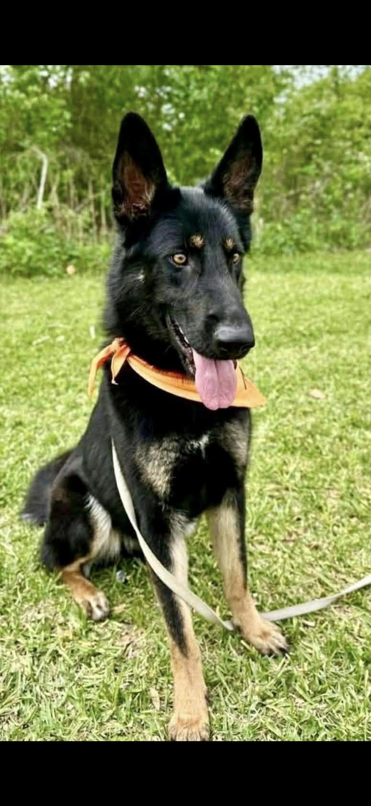 Enlarge Tracey, an adopted German Shepherd Dog in Randolph Center, VT image 6/6
