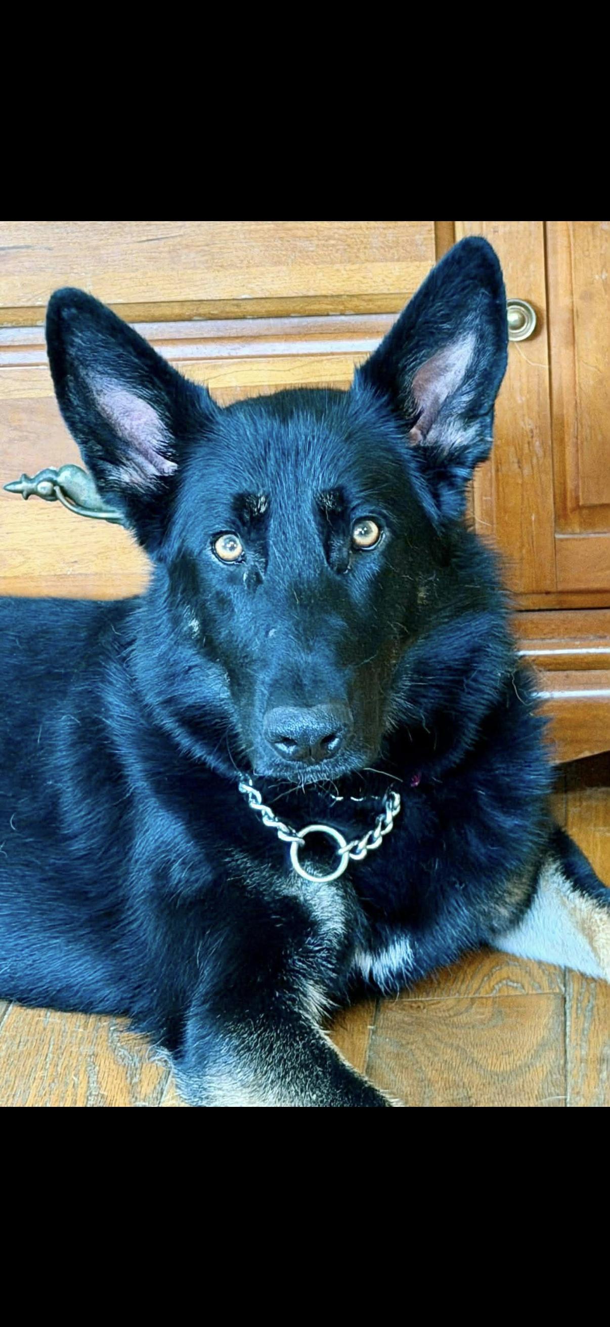 Enlarge Tracey, an adopted German Shepherd Dog in Randolph Center, VT image 3/6