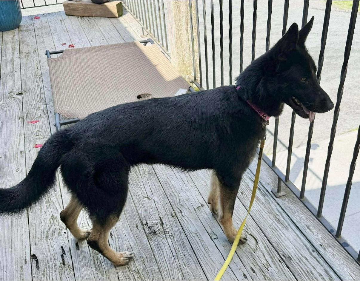 Enlarge Tracey, an adopted German Shepherd Dog in Randolph Center, VT image 4/6