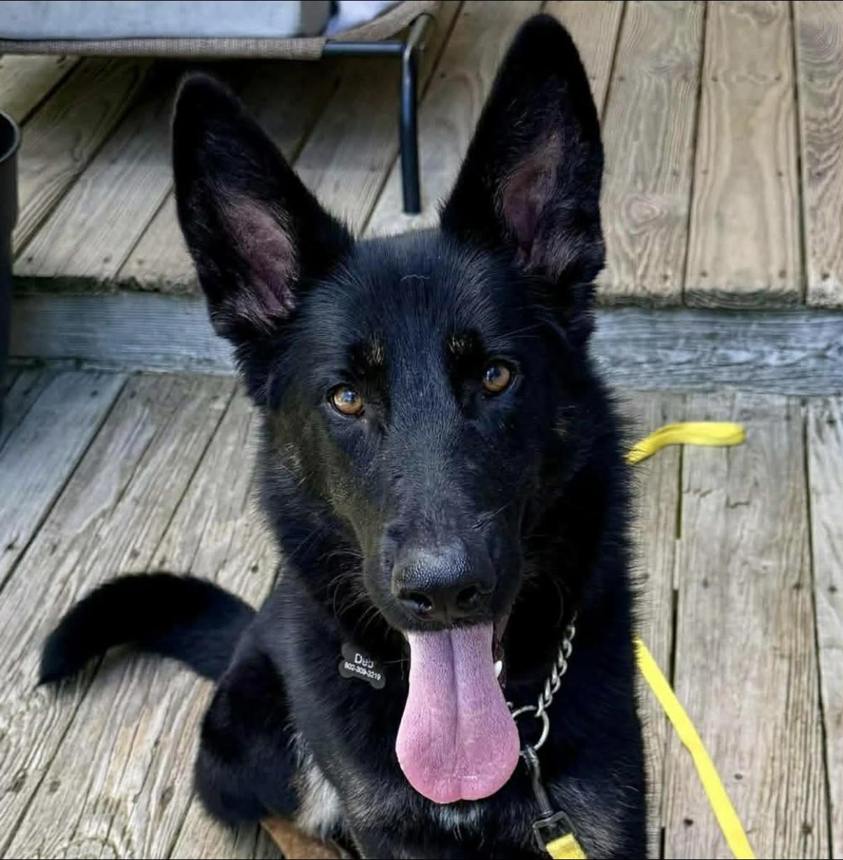 Enlarge Tracey, an adopted German Shepherd Dog in Randolph Center, VT image 2/6