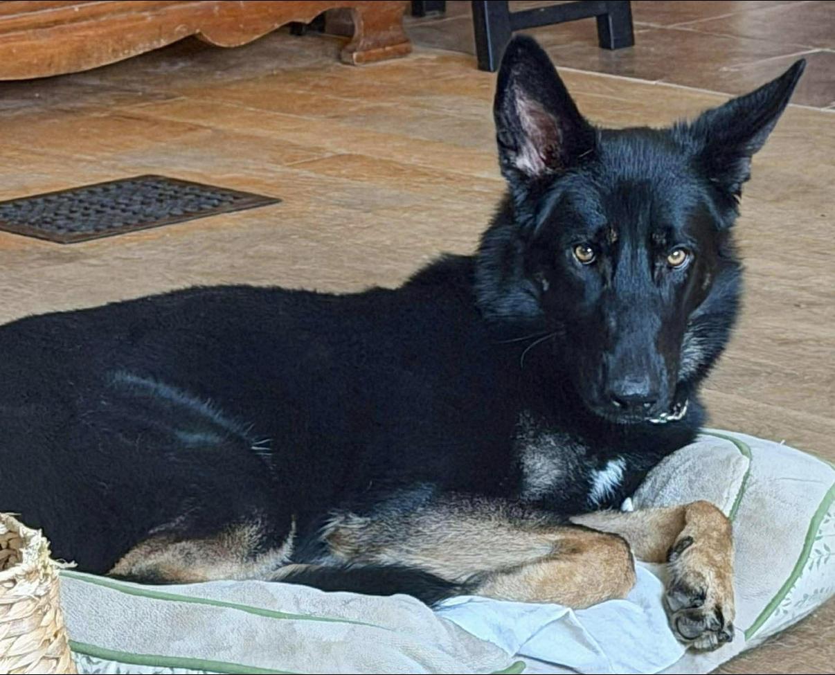 Enlarge Tracey, an adopted German Shepherd Dog in Randolph Center, VT image 5/6