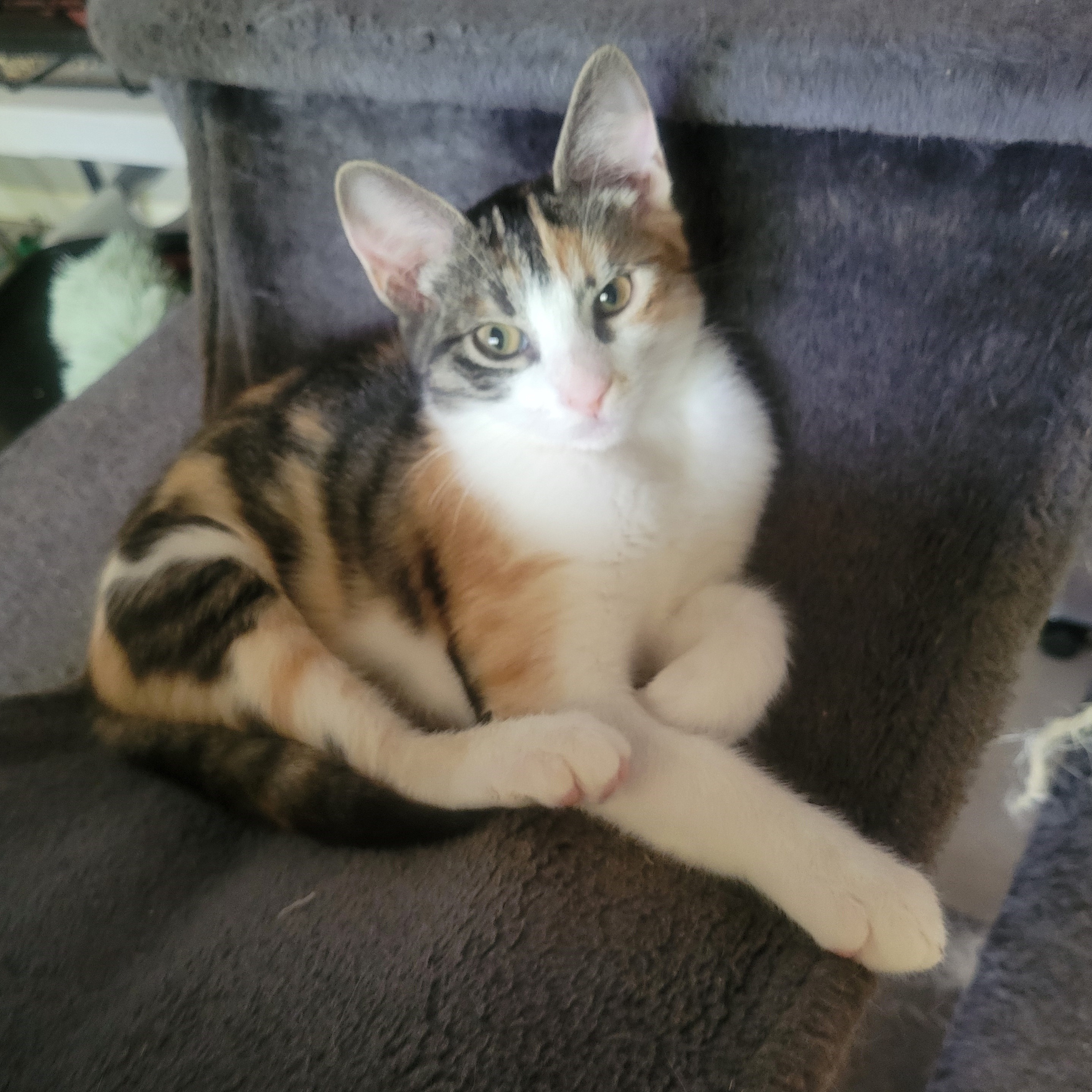 Cleopatra, a Adoptable Domestic Short Hair in New Port Richey, FL image 4/5