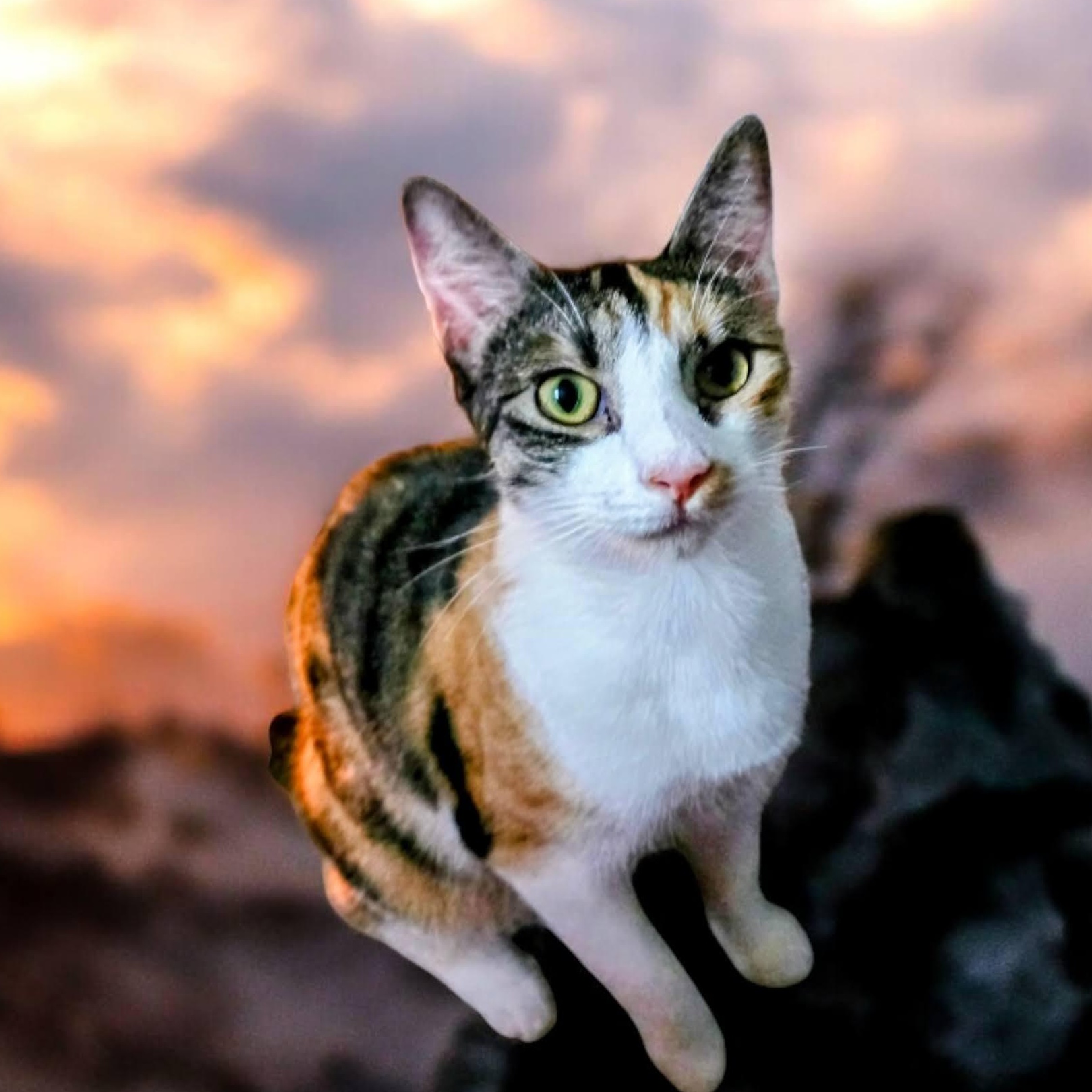 Cleopatra, a Adoptable Domestic Short Hair in New Port Richey, FL image 2/5