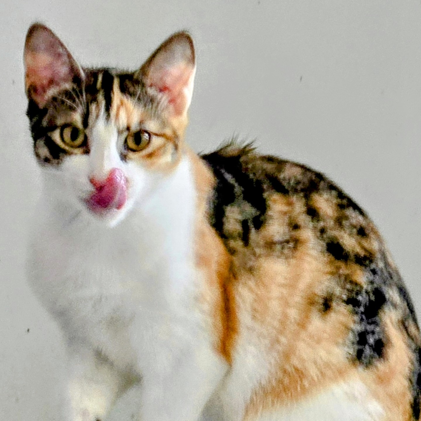 Cleopatra, a Adoptable Domestic Short Hair in New Port Richey, FL image 1/5