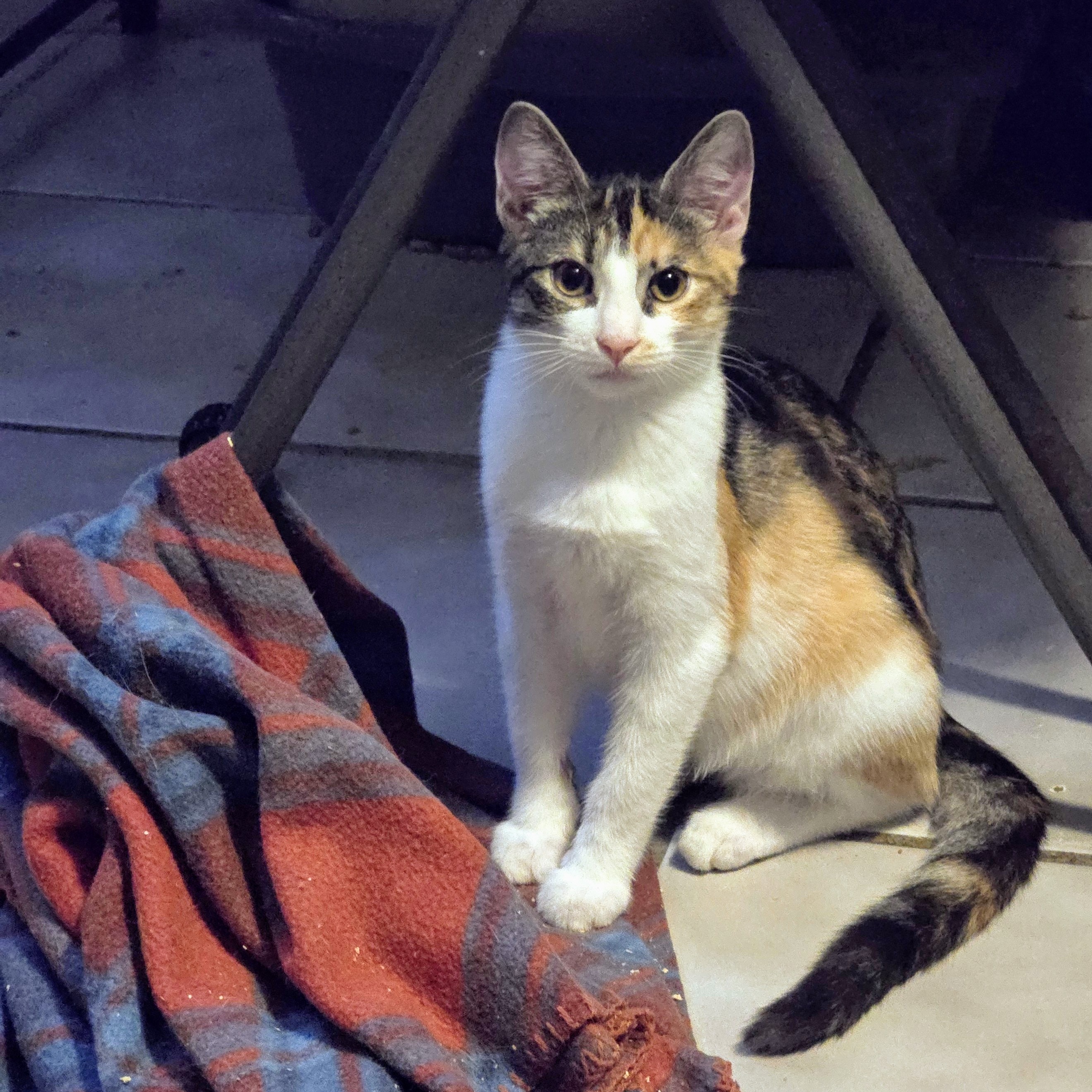 Cleopatra, a Adoptable Domestic Short Hair in New Port Richey, FL image 5/5