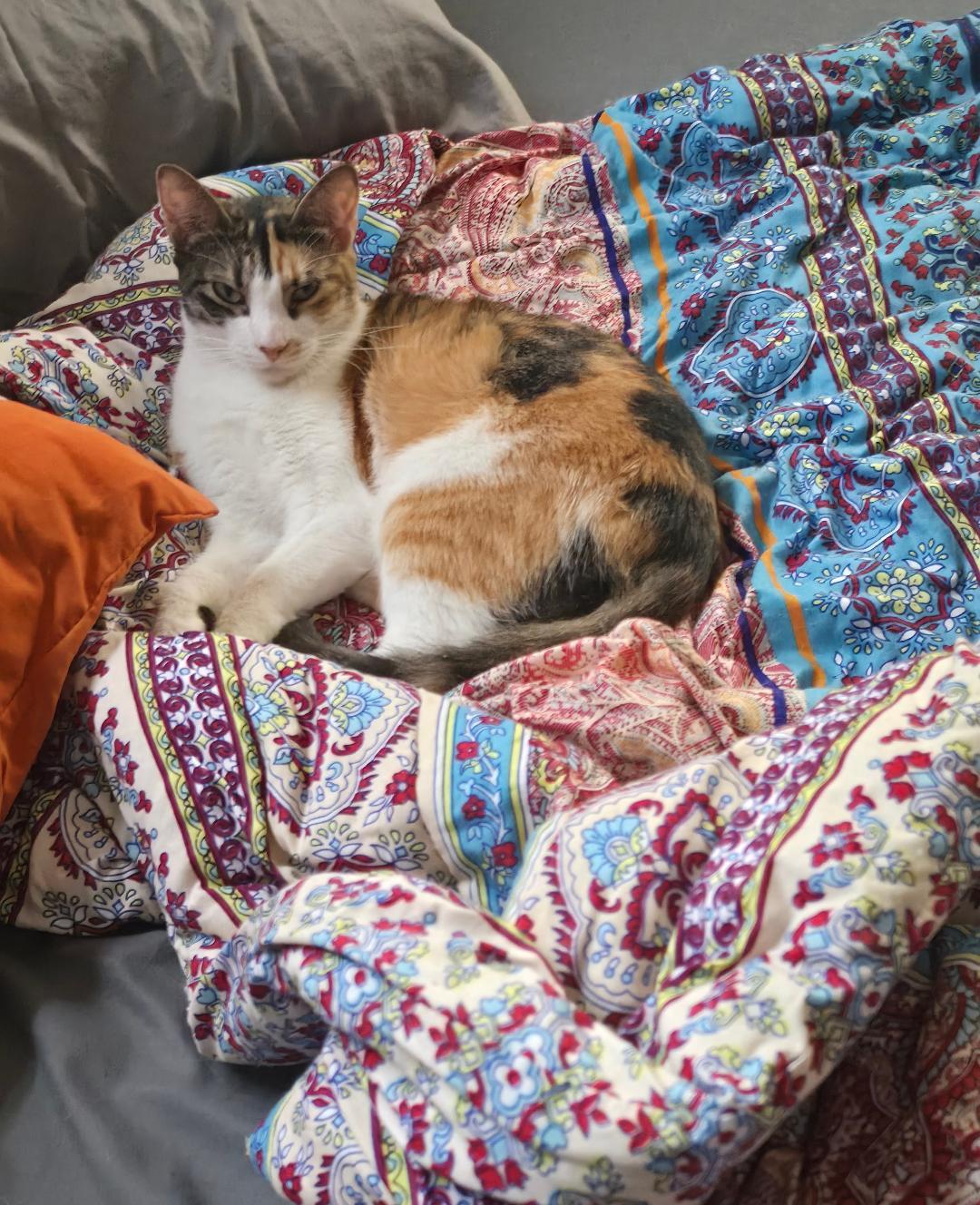 Enlarge Cleopatra, a Adoptable Domestic Short Hair in New Port Richey, FL image 6/6