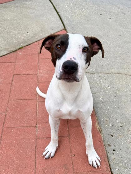 Enlarge Rascal, a Adoptable mixed breed in Picayune, MS image 1/2
