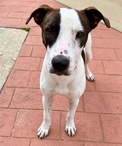 Enlarge Rascal, a Adoptable mixed breed in Picayune, MS image 2/2