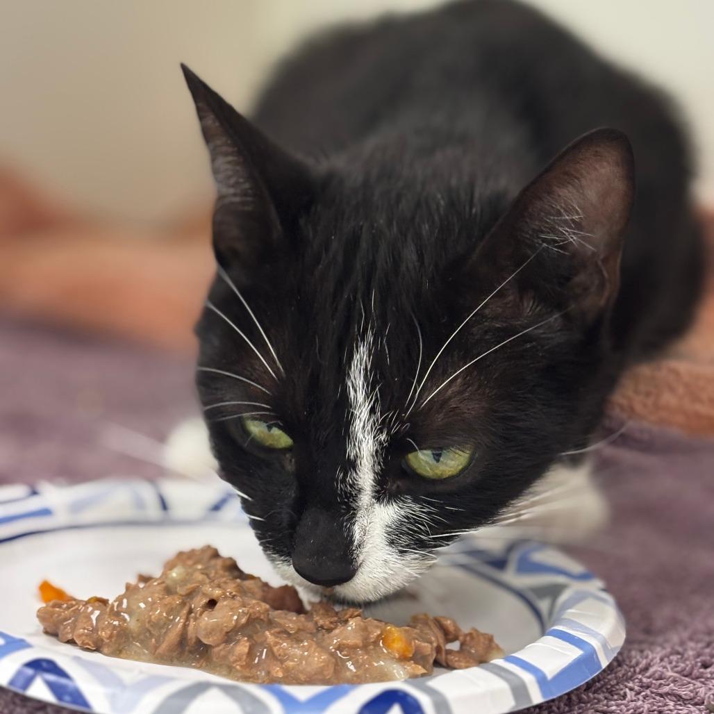 Feta, Adoptable, Young Female Domestic Short Hair.