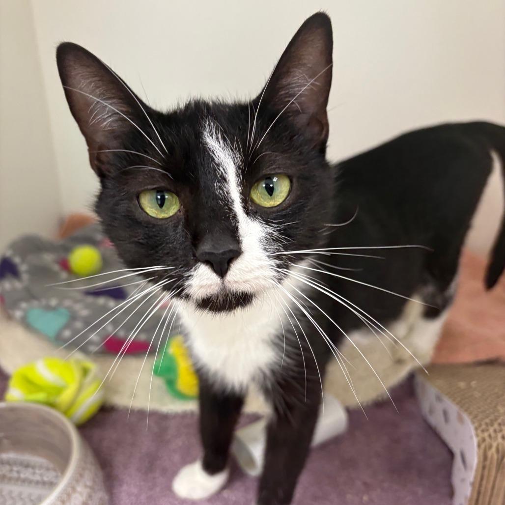 Enlarge Feta, a Adoptable Domestic Short Hair in Mebane, NC image 2/6