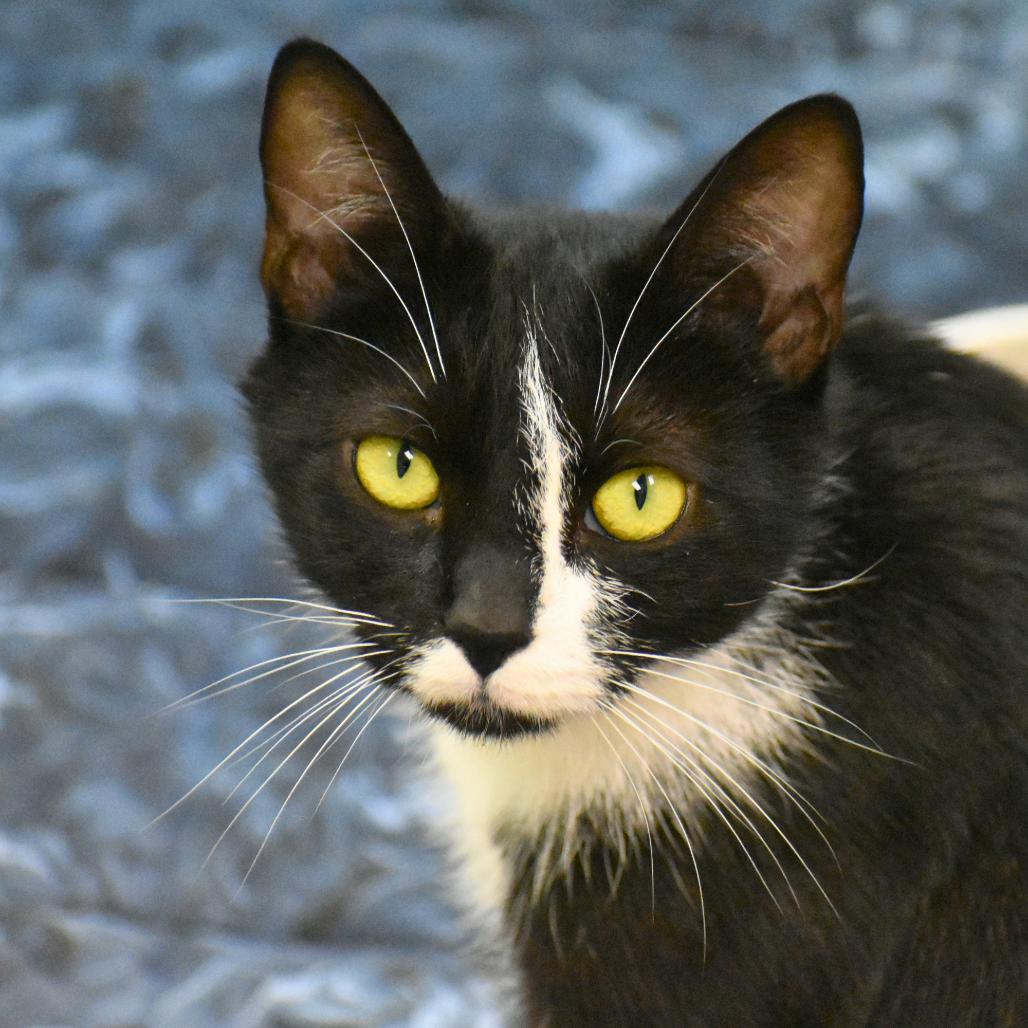 Enlarge Feta, a Adoptable Domestic Short Hair in Mebane, NC image 3/6